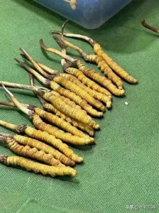 ​厉害了！学会这招，在家也能种出虫草！