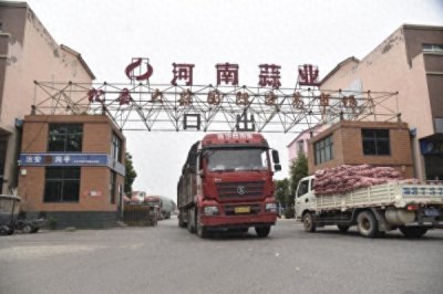 ​杞县：大蒜产业从“田间”到“市场”的崛起之路