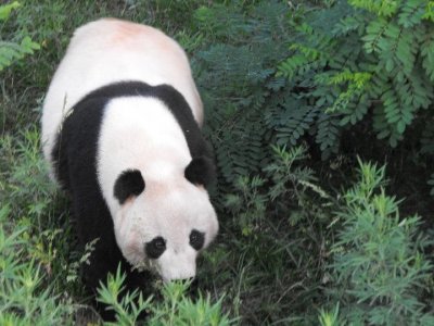 ​中国故事｜他们，让秦岭大熊猫人工家族“四世同堂”