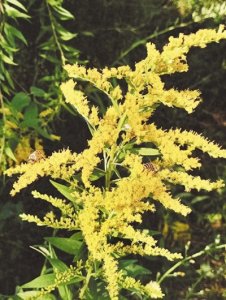 ​多地已发现“加拿大一枝黄花”：这种外来入侵物种有多危险？