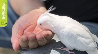 ​如何判断鹦鹉是否得了鹦鹉热？这些症状一定要了解