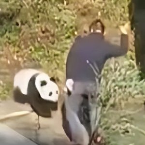 ​饲养员虐待大熊猫？官方回应