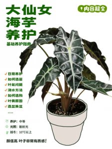 ​【大仙女海芋】四季养护宝典，全方位知识分享！