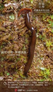 ​「生物多样性百科」扁形动物·笄蛭涡虫：我就是传说中的“死亡蠕虫”